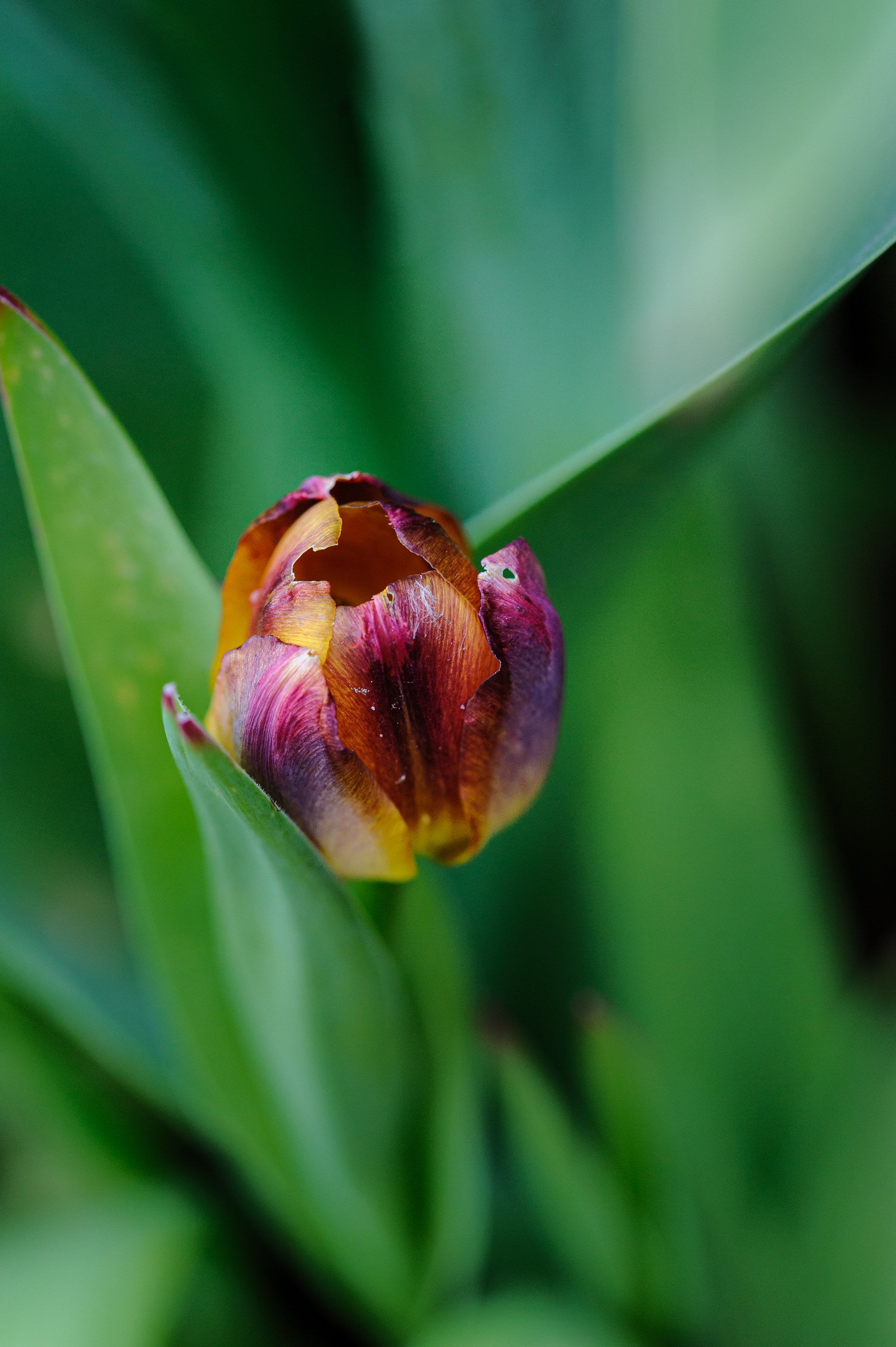 Kleine tulp