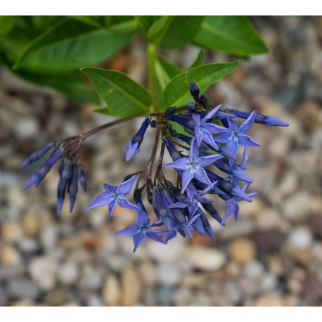 Amsonia 'Blue Ice' (Cropped Photo: F.D. Richards;License:CC BY-SA 2.0)