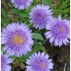 Aster alpinus 'Sabine'