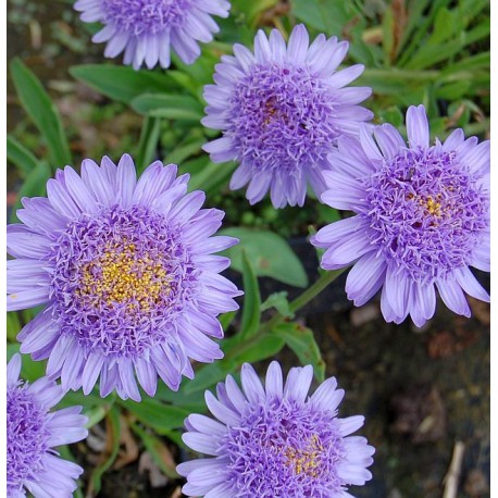 Aster alpinus 'Sabine'