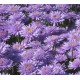 Aster alpinus 'Sabine'