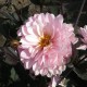 Dahlia 'Melody Harmony'