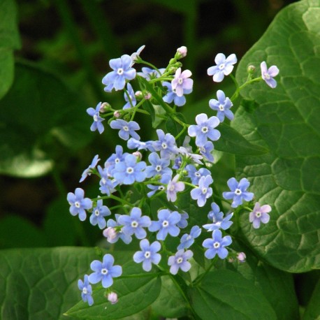 Brunnera sibirica in flower beds in the Botanical Garden of Moscow State University (Cropped Photo:Kor!An ; License:CC-BY-SA-3.0