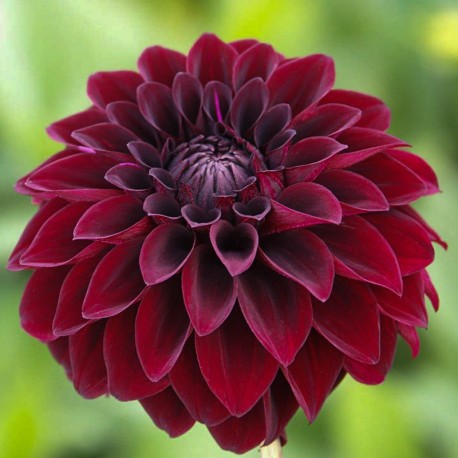 Dahlia 'Arabian Night'