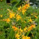 Crocosmia 'George Davidson' (pot)