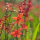 Crocosmia 'Babylon'