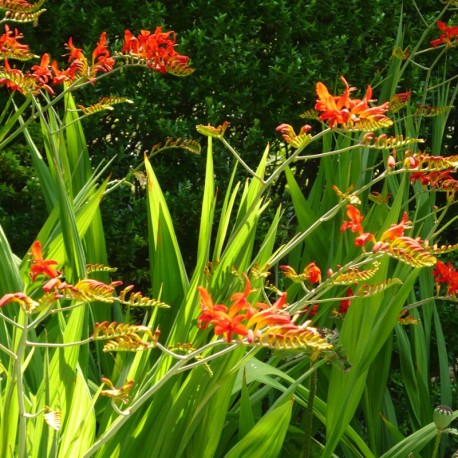 Crocosmia 'Lucifer' (pot)