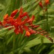 Crocosmia 'Lucifer' (pot)