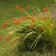 Crocosmia 'Lucifer' (pot)