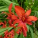 Crocosmia 'Lucifer' (pot)