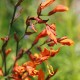 Crocosmia 'Emily McKenzie' (Zwiebeln/Knollen)