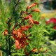 Crocosmia 'Emily McKenzie' (Zwiebeln/Knollen)