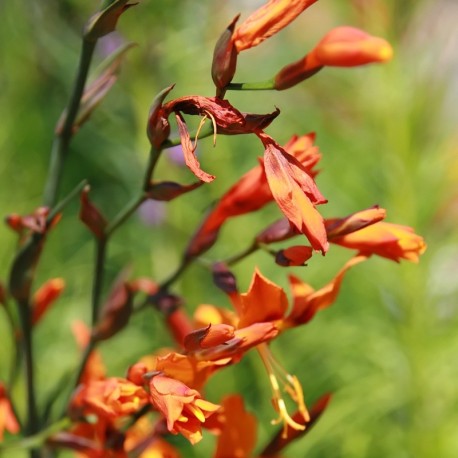 Crocosmia 'Emily McKenzie' (Topf)