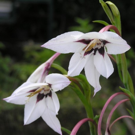 Gladiolus murielae