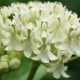 Asclepias incarnata 'Ice Ballet'