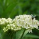 Asclepias incarnata 'Ice Ballet'