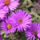 Aster novae-angliae 'Purple Dome'