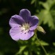 Geranium 'Brookside'