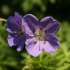 Geranium 'Brookside'