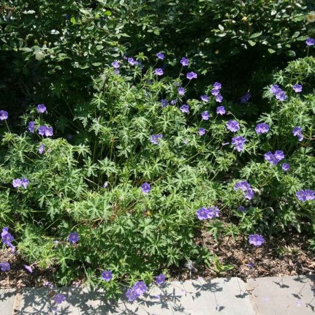 Geranium 'Brookside'