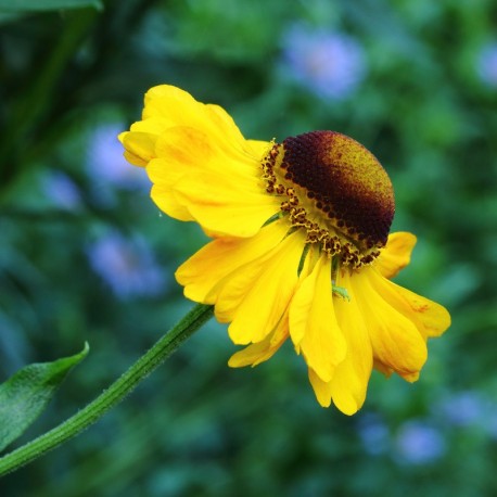 Helenium 'El Dorado'