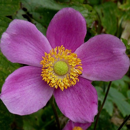 Anemone hupehensis 'Splendens'