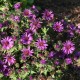 Aster novae-angliae 'Purple Dome'