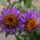 Aster novae-angliae 'Purple Dome'