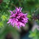 Aster novae-angliae 'Purple Dome'