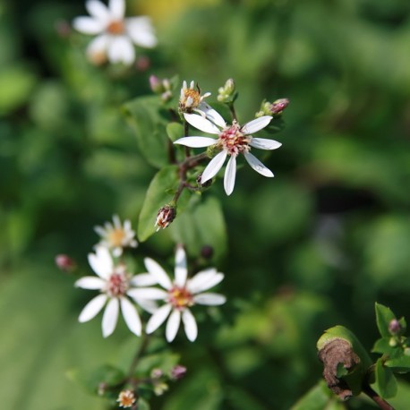 Aster divaricatus