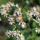 Aster divaricatus