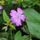 Geranium nodosum