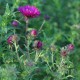 Aster novae-angliae 'Rubinschatz'