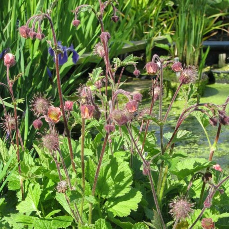 Geum rivale islandicum