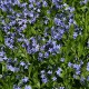 Amsonia 'Blue Ice' (Cropped Photo: F.D. Richards;Licentie:CC BY-SA 2.0)