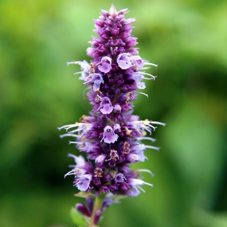 Agastache 'Blue Fortune'