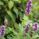 Agastache 'Blue Fortune'