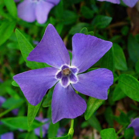 Vinca minor