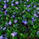 Vinca minor