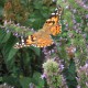 Agastache 'Blue Fortune'