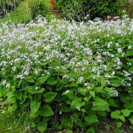 Lunaria rediviva