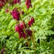 Dicentra formosa 'Bacchanal'