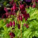 Dicentra formosa 'Bacchanal'