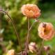 Geum 'Cosmopolitan'