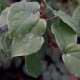 Epimedium grandiflorum 'Lilafee'