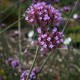 Verbena bonariensis