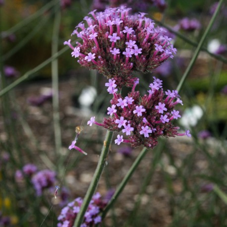 Verbena bonariensis