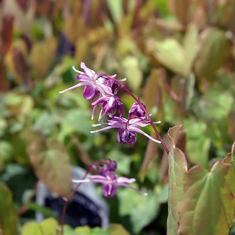 Epimedium grandiflorum 'Lilafee'