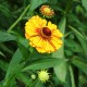 Helenium 'Flamenco'