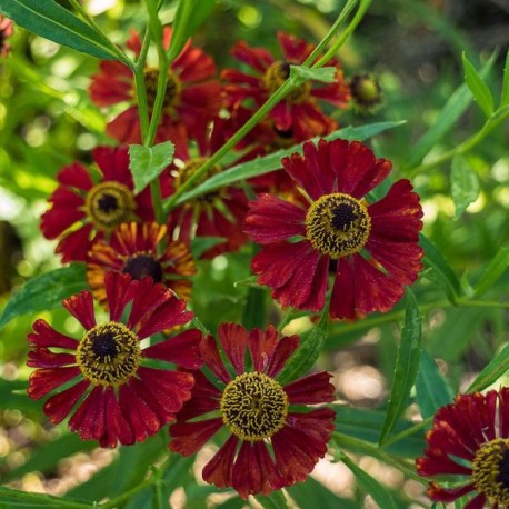 Helenium 'Rubinzwerg' (Cropped Photo:Frank Richards ; License:CC-BY-SA-3.0)